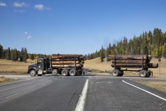 Jacob Lake, Arizona - A logging truck hauls burned trees from the burn zone of the Dragon Bravo