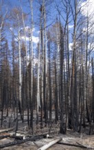 Jacob Lake, Arizona - Burned trees from the Dragon Bravo Fire. The wildfire burned 145, 000 acres