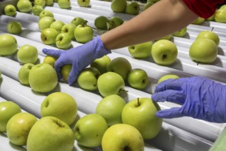 Berrien Springs, Michigan - Fresh apples are sorted and packed at Hildebrand Fruit Farms. Michigan