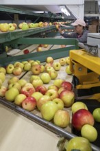 Berrien Springs, Michigan - Fresh apples are sorted and packed at Hildebrand Fruit Farms. Michigan