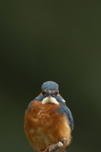 Common kingfisher (Alcedo atthis) adult male bird head portrait, England, United Kingdom