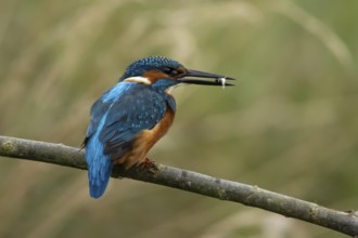 Common kingfisher (Alcedo atthis) adult male bird on a tree branch with a fish in its beak,