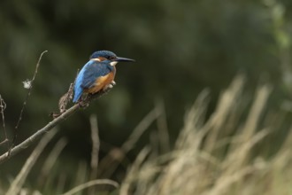 Common kingfisher (Alcedo atthis) adult male bird on a tree branch, England, United Kingdom