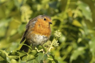 European robin (Erithacus rubecula) adult garden bird on an Ivy tree branch, England, United