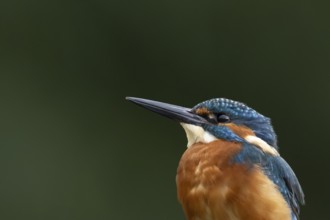Common kingfisher (Alcedo atthis) adult male bird head portrait, England, United Kingdom