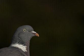 Wood pigeon (Columba palumbus) adult bird head portrait, England, United Kingdom