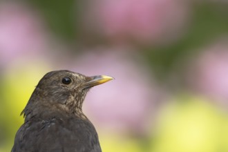 Eurasian blackbird (Turdus merula) adult female bird head portrait, England, United Kingdom