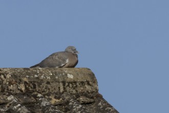 Wood pigeon (Columba palumbus) juvenile baby squab bird resting on an urban house roof, England,
