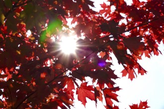 Autumn sun shining through the leaves of a maple tree, October, Germany