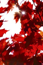 Autumn sun shining through the leaves of a maple tree, October, Germany