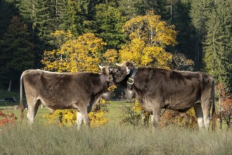 Cattle, 2 cows with cowbells, nestling heads together, autumn coloured trees behind, Stillachtal,