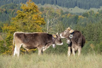 Cattle, 2 cows with cowbells, cow licks another cow on the head, behind autumnal endangered tree.