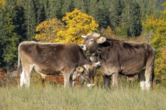 Cattle, 2 cows with cowbells, autumn coloured trees behind, Stillachtal, Oberstdorf, Oberallgäu,