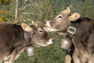 Cattle, 2 cows with cowbells, cow licking another cow on the head, Stillachtal, Oberstdorf,