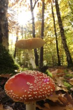 Fairytale toadstools in the forest, autumn, Germany
