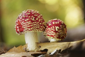 Fairytale toadstools in the forest, autumn, Germany