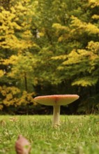 Fairytale toadstool, autumn, Germany