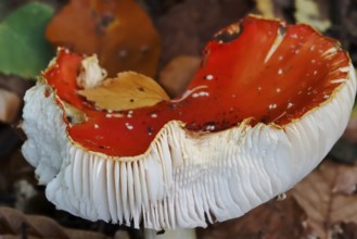 Fairytale toadstool, autumn, Germany