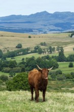 Cow race salers graze peacefully in Auvergne Volcanoes Regional Park, showcasing the serene beauty