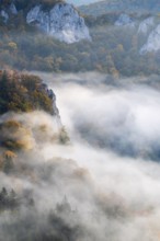 View from the Knopfmacherfelsen into the Danube valley, limestone rock, rock face, mixed forest,