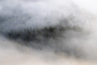View from the Knopfmacherfels into the Danube valley, coniferous forest, fog, autumn, Fridingen,