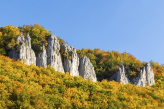 Rock face with mixed forest in autumn colours, limestone rock, autumn, Hausen im Tal, Danube