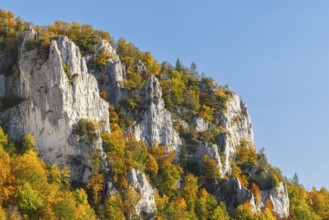 Rock face with mixed forest in autumn colours, limestone rock, autumn, Schaufelsen Donautal,