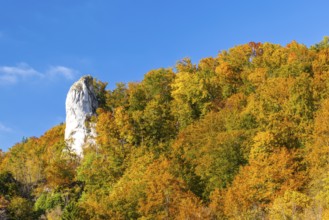 Rock needle in mixed forest in autumn colours, limestone rock, autumn, Danube valley, Upper Danube