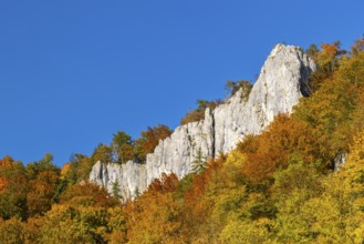 Rock face in mixed forest in autumn colours, limestone rock, autumn, Danube valley, Upper Danube