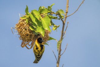 Village weaver (Ploceus cucullatus, Textor cucullatus) at the nest, also Textor weaver, Uganda