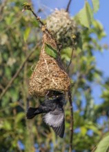 Vieillot's weaver (Ploceus nigerrimus) at the nest, Kasanje, Uganda