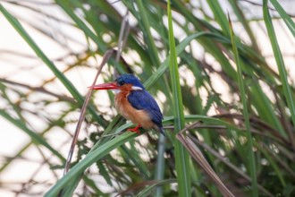 Crested Pygmy Kingfisher (Corythornis scalloped ribbonfish), bird sitting on a reed leaf, Mabamba