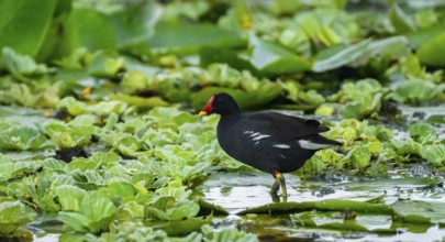 Moorhen (Gallinula Chloropus), bird walking on water lily leaf, foraging, Mabamba Swamp, Lake