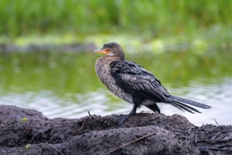 Reed Cormorant (Phalacrocorax africanus), juvenile bird on the shore, Mabamba Swamp, Lake Victoria,