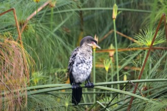 Reed Cormorant (Phalacrocorax africanus), young bird sitting on papyrus, Mabamba Swamp, Lake