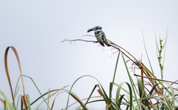 Grey Kingfisher (Ceryle rudis), with prey fish in its beak, sitting on reeds, Mabamba Swamp, Lake