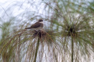 Swamp flycatcher (Muscicapa aquatica), bird sitting on papyrus, Mabamba Swamp, Lake Victoria,