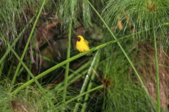 Reed weaver (Ploceus castanops), bird sitting on papyrus stalk, Mabamba Swamp, Lake Victoria,