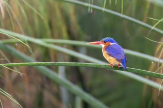Crested Pygmy Kingfisher (Corythornis scalloped ribbonfish), bird sitting on papyrus stalk, Mabamba