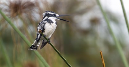 Grey Kingfisher (Ceryle rudis), calling, bird sitting on papyrus stalk, Mabamba Swamp, Lake