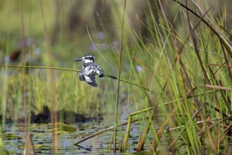 Grey Kingfisher (Ceryle rudis), drying its wings, Mabamba Swamp, Lake Victoria, Uganda