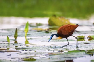 Blue-fronted Jacana (Actophilornis africanus), bird foraging on water lily leaves, Mabamba Swamp,