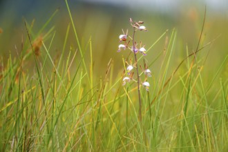 Orchid (Eulophia angolensis Rchb.f. Summerh.) in Mabamba Swamp, Lake Victoria, Uganda