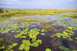 Water lilies (Nymphaeaceae), landscape at Mabamba Swamp, Lake Victoria, Uganda