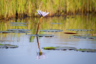 Flower of a water lily (Nymphaeaceae), Mabamba Swamp, Lake Victoria, Uganda