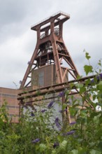 Double trestle headframe, Shaft XII, lilacs in bloom in the foreground, Zollverein Coal Mine