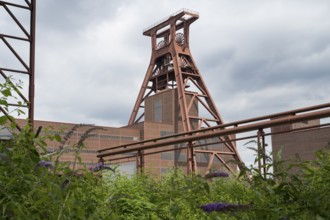 Double trestle headframe, Shaft XII, lilacs in bloom in the foreground, Zollverein Coal Mine