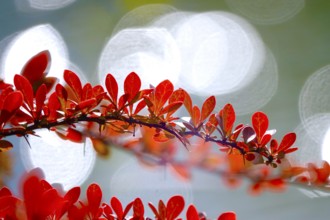 Barberry, autumn, Germany