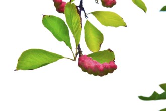 Fruits of the magnolia, September, Germany