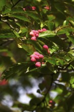 Fruits of the magnolia, September, Germany